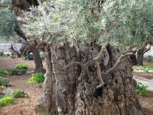 Olive Tree 6