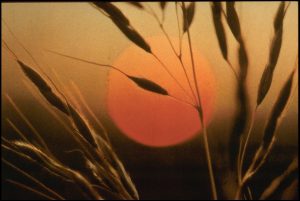 wheat-and-sun